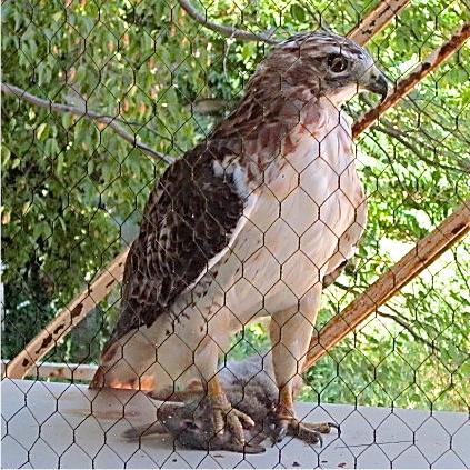 Hawk Action Shot Ag Hall’s one-shot hawk cam – eCALS