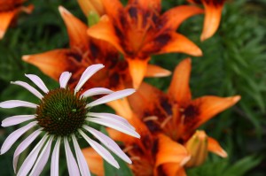 flowers