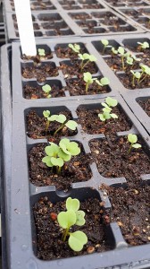 seedlings