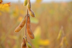 soybeanpod