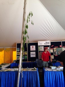 wftd-biggest-weed-2014