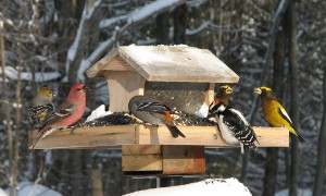 A mix of birds gather around a snow-covered bird feeder during a winter day. According to UW researchers, birds typically found in more southerly regions are gradually pushing north — a likely result of climate change. Photo: Martha Allen/Cornell Lab of Ornithology