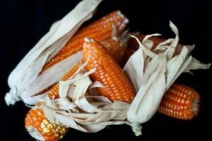 Unlike white maize varieties, vitamin A maize is rich in beta-carotene, giving it a distinctive orange color. It could potentially provide 50% of daily vitamin A needs. Photo: Joslin Isaacson (HarvestPlus)