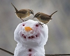 Carolina wrens, which have greatly expanded their wintering range, sit atop a snowman’s head. Photo: Michele Black/Cornell Lab of Ornithology