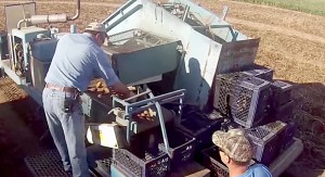 potato_harvest