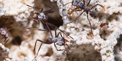 Leaf-cutter ants, which harbor antibiotic-producing bacteria on their bodies, are a source for new bacteria-killing drugs.