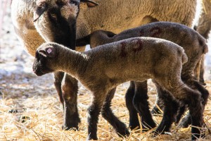 16557599936_3adc8c46f1_k