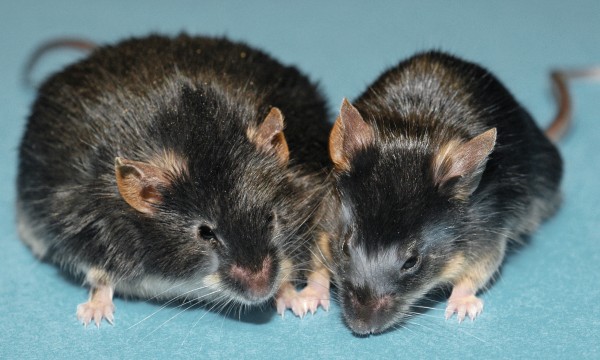 Alan-Attie-mice-600x360