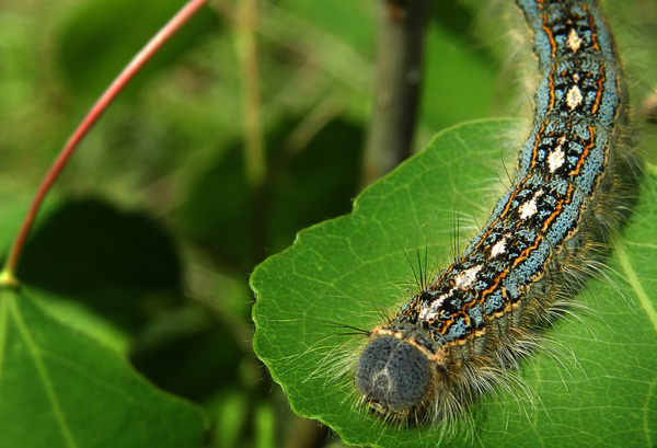 Munching_bugs_1