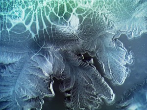 Johnson_Skop_bluebacteria