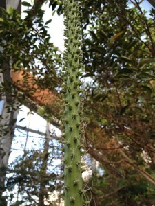 agave dc smith 10ft spike