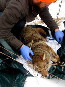 coyote collaring with Marcus