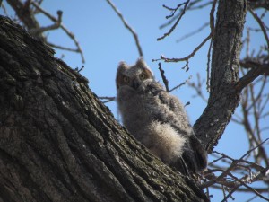 owl baby, Tom Bennett