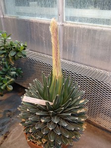 Agave vr
