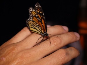 Monarch-e1432156493886