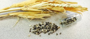 teosinte
