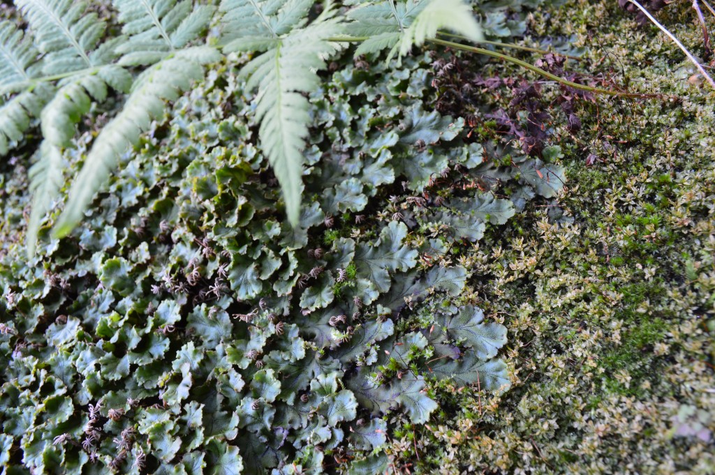liverworts, moss, fern