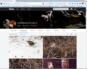flickr_screen