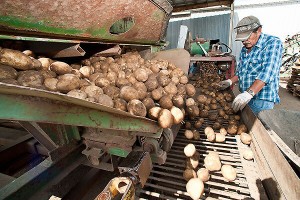 potato farm