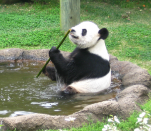Le Le, a male giant panda at the Memphis Zoo, feeds on a bamboo stalk. Researchers analyzed the percentage of feeding time Le Le and his female zoo mate, Ya Ya, spent feeding on bamboo leaves relative to stalks. Photo: Candace Williams.