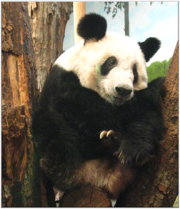 Ya Ya, a female giant panda, sits in a tree at the Memphis Zoo. Photo by Candace Williams.