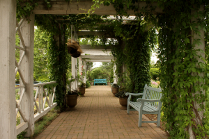 Summer Sundays in the Garden Leading Image