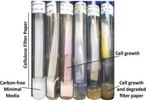 cellulosetesttubes
