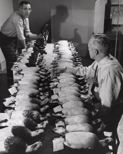 Bob (as a grad student) with his thesis advisor Joe Hickey examining Long-tailed Ducks killed in gill nets on Lake Michigan. Image courtesy the University Archives at the University of Wisconsin-Madison.