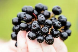 A cluster of aronia berries grown on Adam Nemitz’s farm near Tomah, Wisconsin. Photo: Bryce Richter.