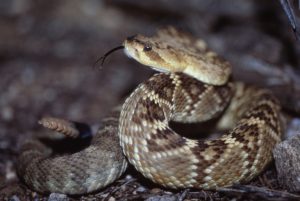A black-tailed rattlesnake is seen in Arizona. Different species of snakes kept the genes for different types of toxins and shed others, new research shows. A black-tailed rattlesnake is seen in Arizona. Different species of snakes kept the genes for different types of toxins and shed others, new research shows. SHARON AND DANNY BROWER