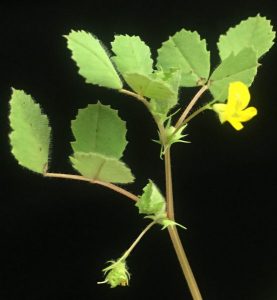 Flowering Medicago truncatula. Photo: Dhileepkumar Jayaraman and Shanmugam Rajasekar/Ane lab