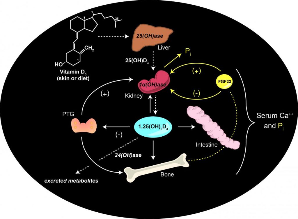 Researchers in Biochemistry have been elucidating the vitamin D pathway for years. While the pathway is complicated, the highlights of the pathway include the liver converting vitamin D to calcidiol (25-hydroxyvitamin D3) and then to calcitriol (1,25-dihydroxyvitamin D3) in the kidneys before it is used throughout the body. 