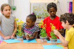 Students at Hawthorne Elementary School in Madison work with plants that grow fast enough to captivate their attention and allow a range of new classroom experiments. Photo: JENNA STOUGHTENGER/SUNSHINE MARIGOLD PHOTOGRAPHY.