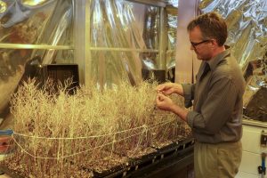 Dan Lauffer, a longtime Fast Plant employee and Brassica expert, in a UW–Madison greenhouse. Seeds from these mature Brassicas will help improve the fast-cycling plants. Photo by David Tennenbaum.