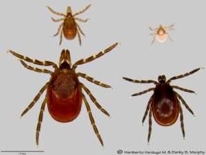 Life stages of the blacklegged or deer tick. Top row: nymph, larvae. Bottom row: female, male. The deer tick is one of the most important disease vectors in Wisconsin and will be under the microscope as a new center for vector borne disease takes shape at UW–Madison. Photo by Darby Murphy.