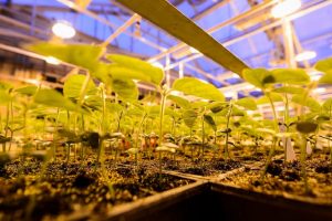 Potted soybean plants grow under greenhouse lights at the Wisconsin Crop Innovation Center. Photo: Jeff Miller/UW-Madison