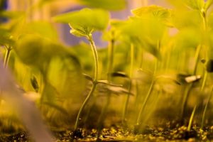 Potted soybean plants grow under greenhouse lights at the Wisconsin Crop Innovation Center. Photo: Jeff Miller/UW-Madison