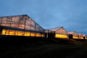 Greenhouse lights glow in the dusk sky at the Wisconsin Crop Innovation Center. Photo: Jeff Miller/UW-Madison