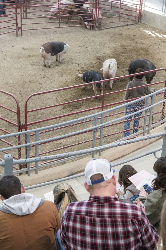 meat_animal_evaluation3 eCALS