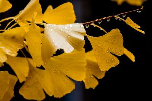 fall-leaves