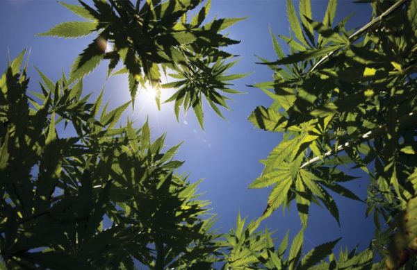 Hemp plants