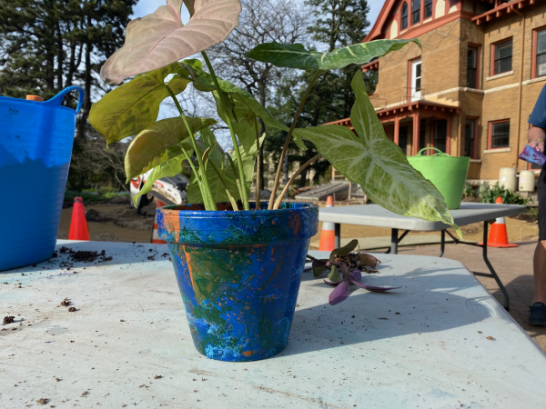 A colorful flower pot containing a green plant.