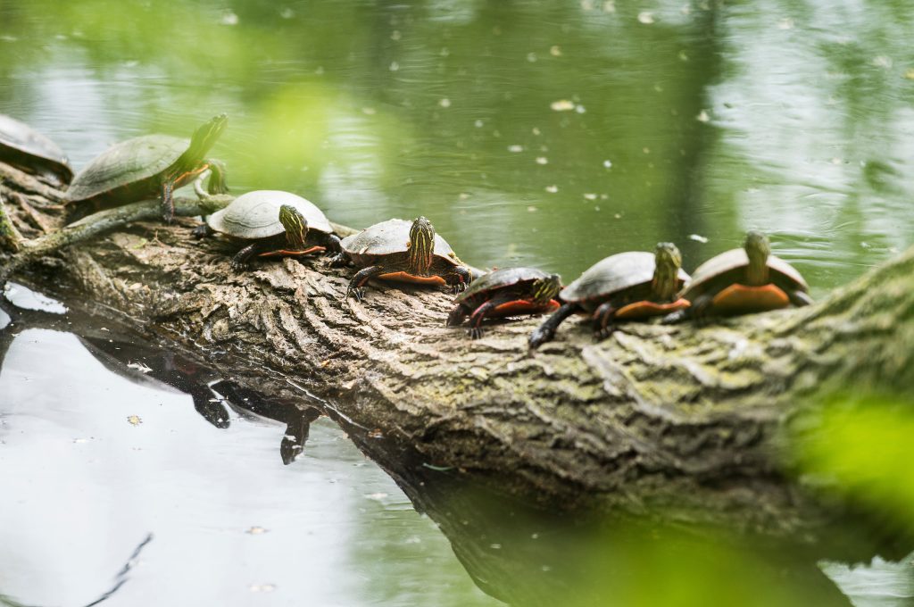 turtles lined up on a log in water