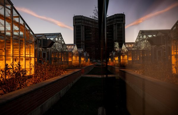 Photo of greenhouses in the foreground and a taller building in the background around dusk