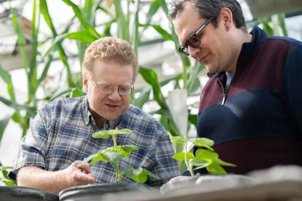Two men look at soybean plants inside a greenhouse.