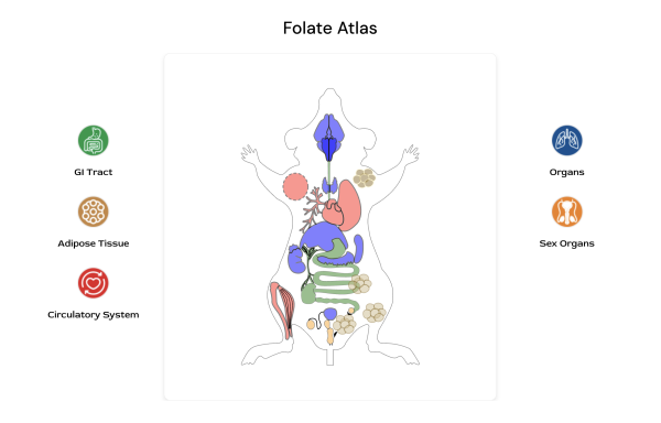 Screenshot of the Folate Atlas from Chaudhari Lab website showing mouse anatomy and categories of systems to choose for more info