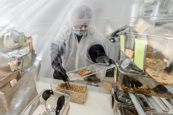 Man in lab coat, gloves, face mask and goggles works with mice in a lab
